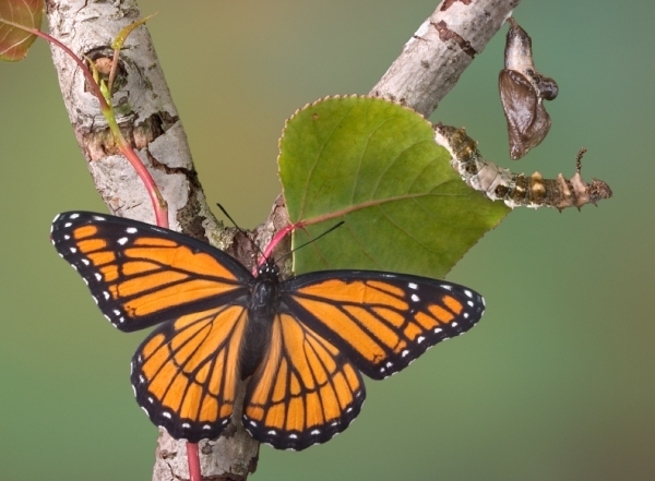 Butterfly metamorphosis